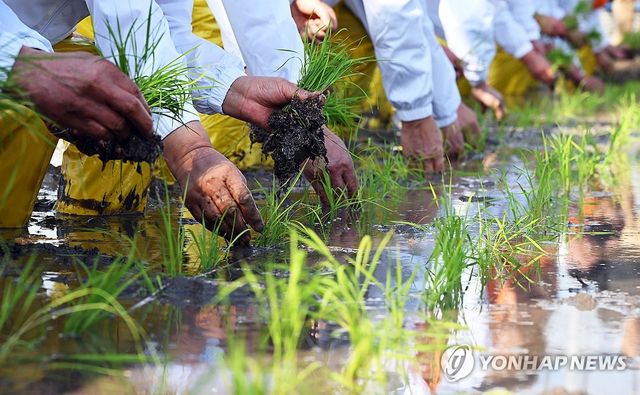 이천 쌀 첫 모내기