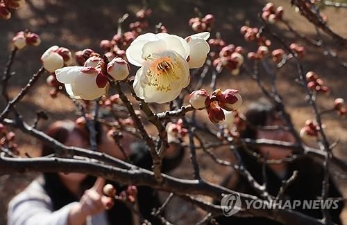 한겨울 추위를 뚫고 피어난 매화