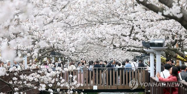 벚꽃 계절