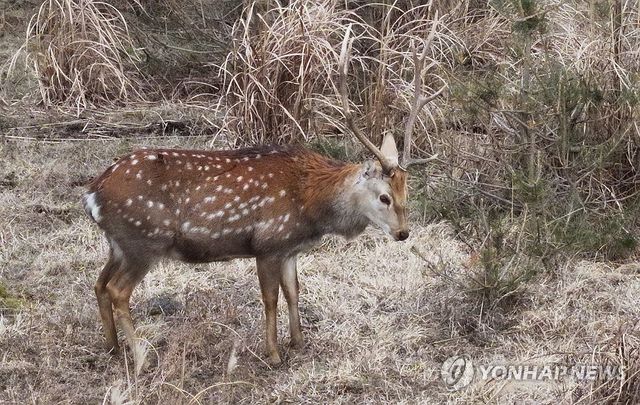 한라산 중턱의 외래종 꽃사슴