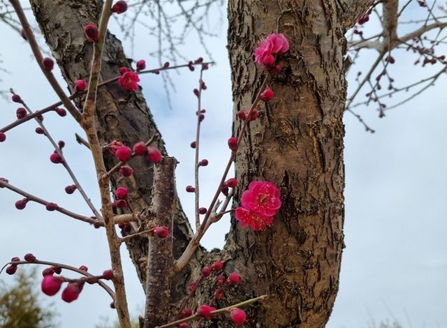 꽃망울 터뜨린 조선 홍매화