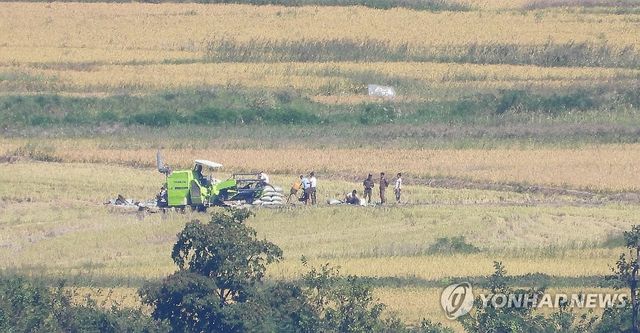 콤바인으로 벼 베기 하는 북한 들녘