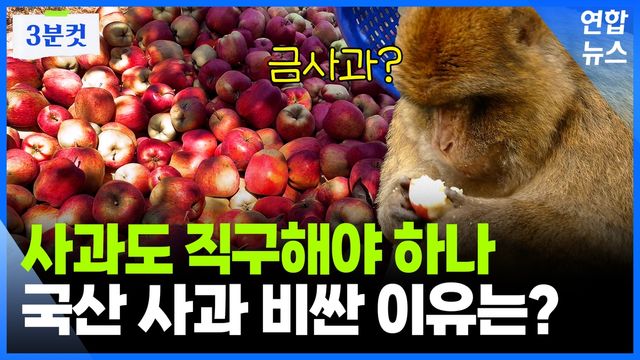 [영상] 비싸도 너무 비싼 '금사과'…왜 이렇게 비쌀까? - 2