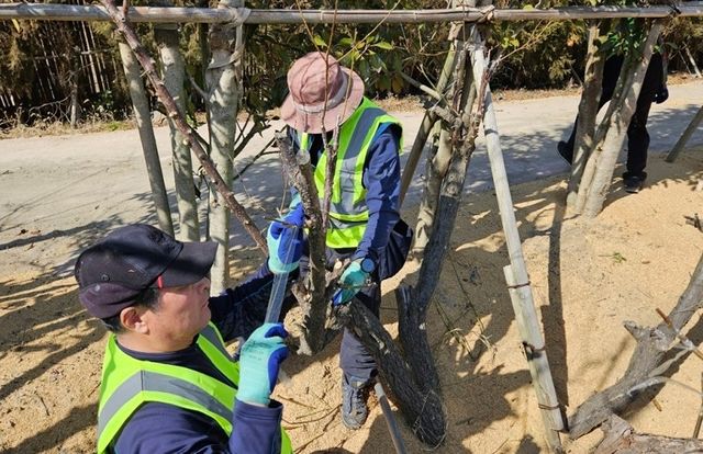 백매화 접목 작업