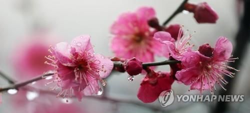 '봄기운 방울방울'