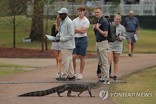 작년 PGA 투어 샌더슨 팜스 챔피언십 코스에 나타난 악어.