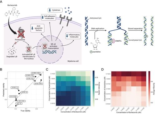 복합 항암제 모델
