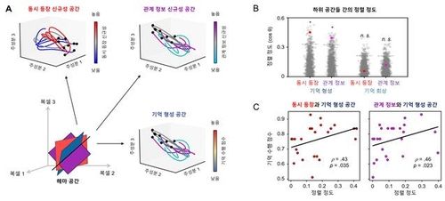 하위 공간별 해마의 정렬 형태 