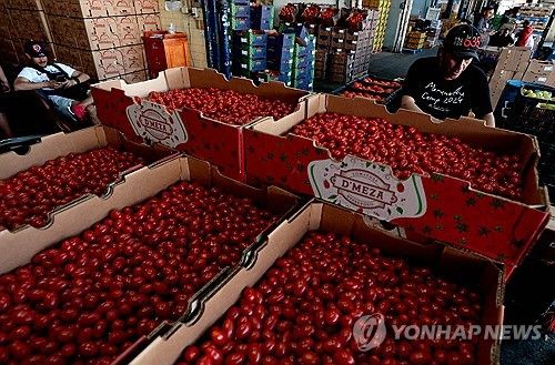 멕시코 과달라하라 시장의 토마토 상인