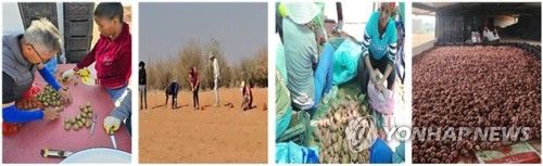 나미비아 현지 제주산 감자 재배