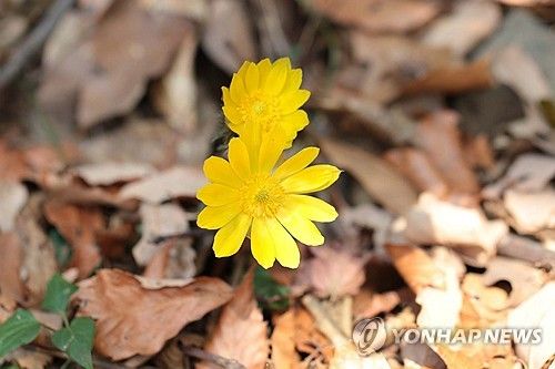 '봄의 전령사' 복수초