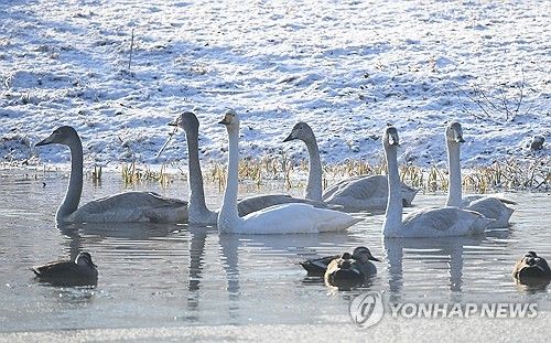 거창창포원 찾은 백조 가족