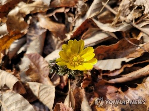 무등산에 복수초 활짝