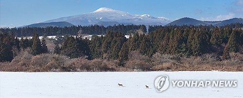 제주 중산간 설원의 노루