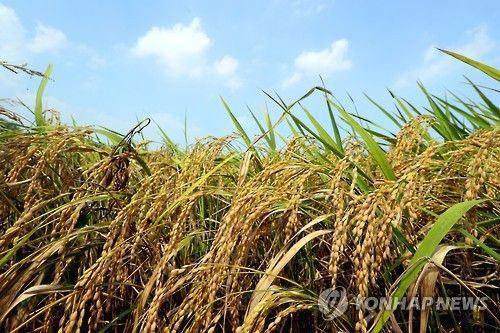 벼 익은 울주군 농촌 들녘