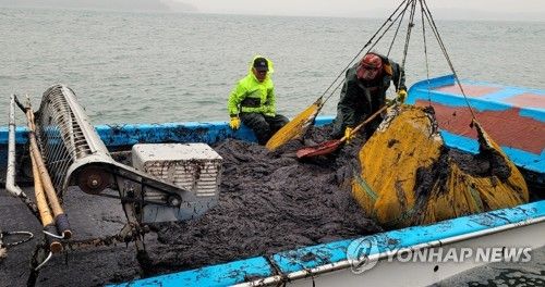 태안 앞바다 물김