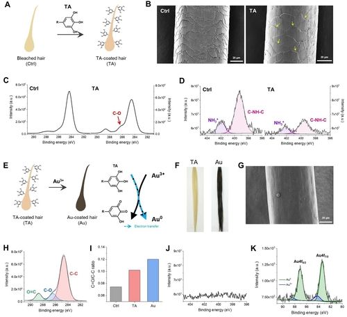 모발 표면에 탄닌산을 처리하자 코팅이 형성된 모습 