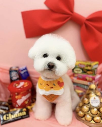 ['아꼬아펫살롱' 인스타그램 캡처. 재판매 및 DB 금지]