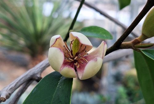 꽃 피운 초령목