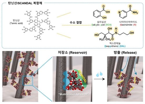 탄닌산-살리실산·니아신아마이드·덱스판테놀 복합체의 탈모 완화 원리 