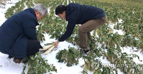 2018년 월동 무 한파 피해