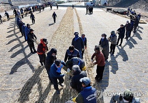 정월대보름 앞두고 도주 줄당기기 준비 한창