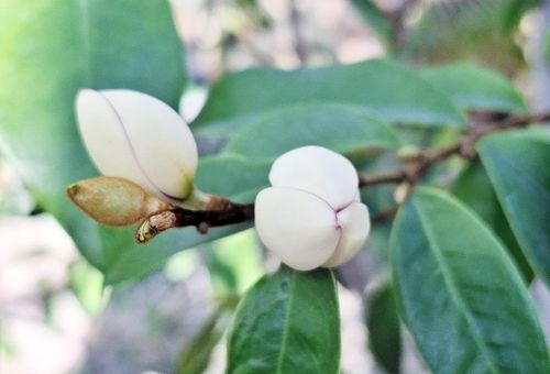 꽃 피운 초령목