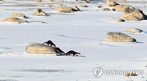 눈 쌓인 얼음판의 수달 가족…인제 인북천
