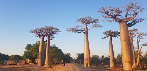 마다가스카르의 바오바브(바오밥) 나무