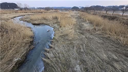 말라버린 경포천 고니 먹이터-2025년 1월