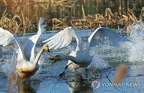 경포천의 큰고니-2023년 12월