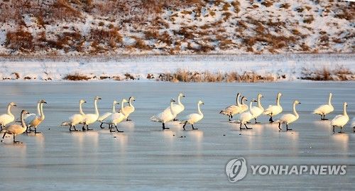 경포저류지 백조들의 '봄의 왈츠'