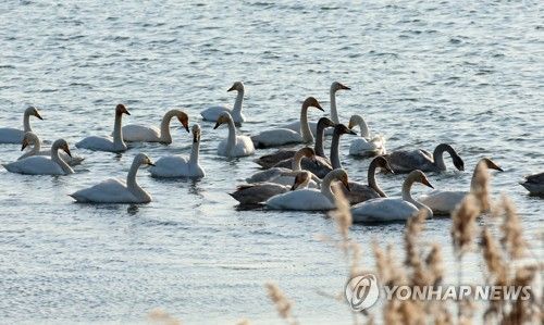 백조의 호수 경포호-2022년 12월