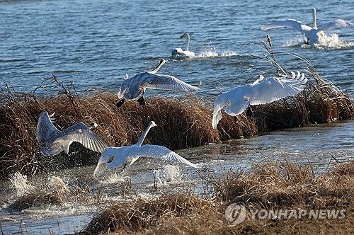 이번 겨울 강릉 찾은 겨울 진객 큰고니