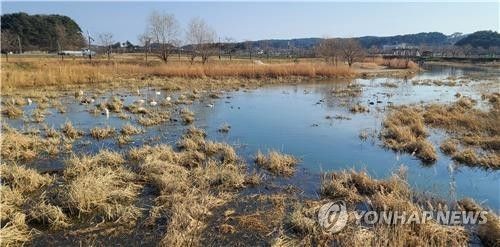 50여 마리의 큰고니가 찾은 경포천-2023년 12월