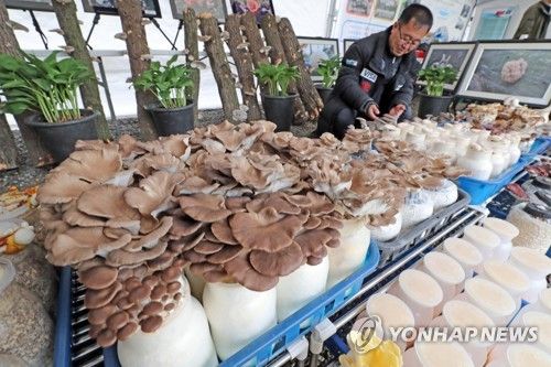 '청정 임산버섯 구경하세요'