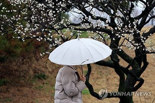 봄비. [연합뉴스 자료사진]