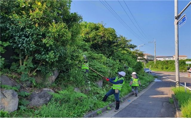 칡덩굴 제거 작업