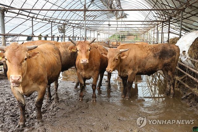소 축사(기사와 직접 관련 없는 사진)