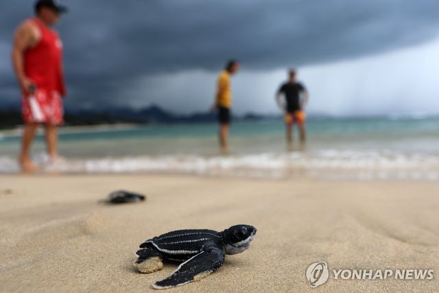바다로 돌아가는 인공부화 새끼 장수거북