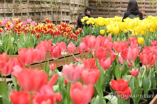 튤립이 선사하는 봄의 향기