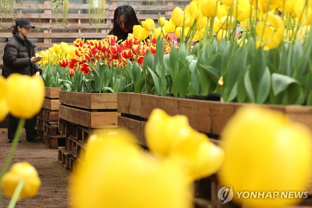 튤립이 선사하는 봄의 향기