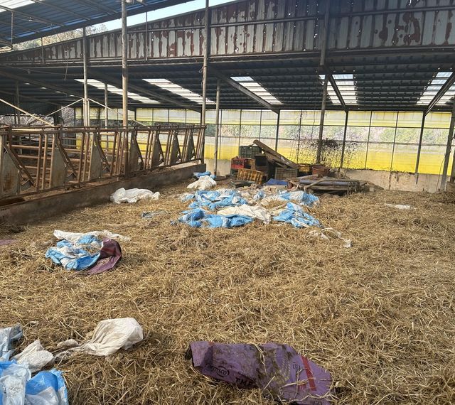 소 63마리 숨진 축사