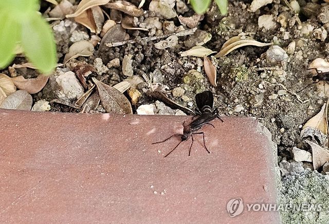 서울 곳곳에서 나타나는 러브버그
