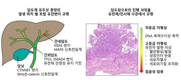 담도암 발생 과정에서 나타나는 유전자 변이 