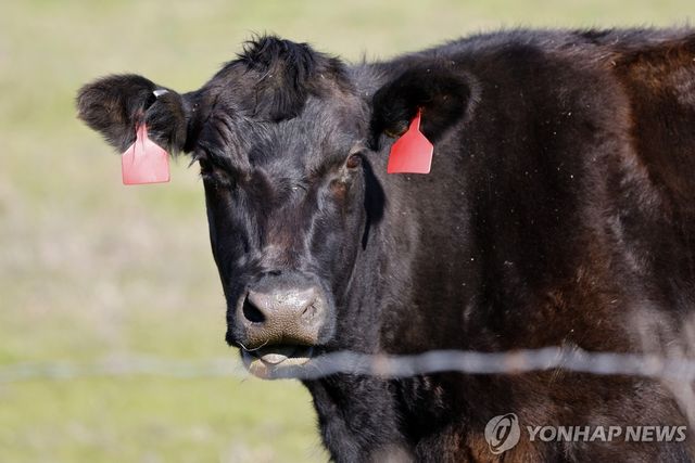 미국 캘리포니아주 목장의 소
