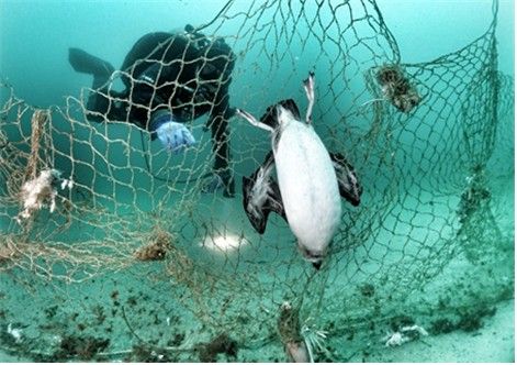 폐그물에 얽힌 바다오리