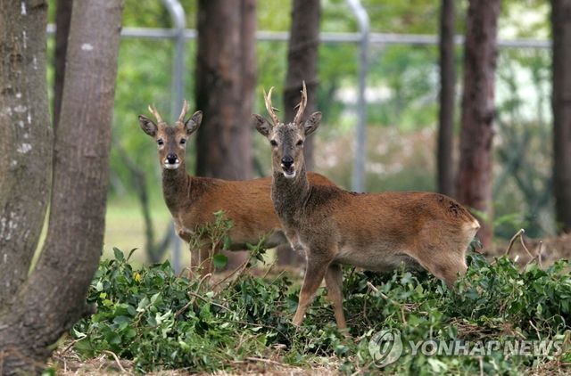 제주 거친오름 생태관찰원의 노루들