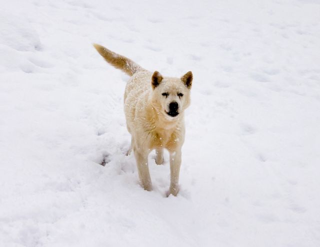 진도개테마파크에서 사육하는 진돗개 [사진/백승렬 기자]