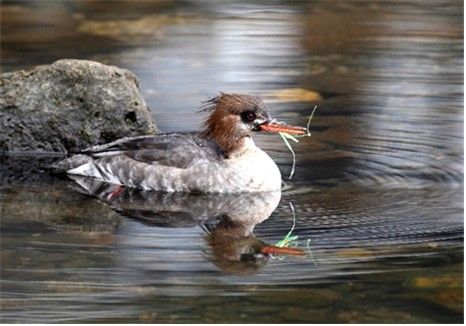 낚싯줄에 부리가 묶인 바다비오리